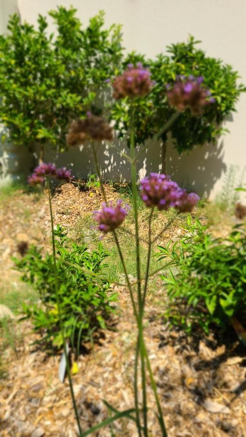 Appartement Chez Nous Dans Notre Petit Jardin à Montpellier Extérieur photo